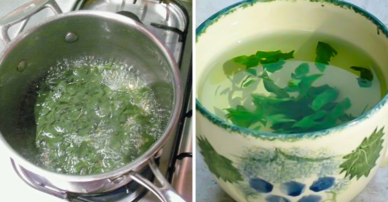 Receta de perejil para adelgazar