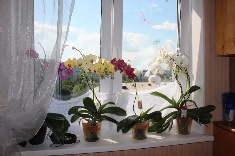 Orquídea en casa
