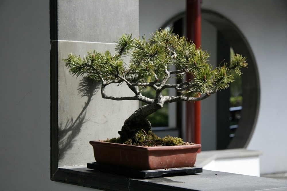 Plantas Peligrosas Que No Se Deben Tener En Casa Qu Pasada