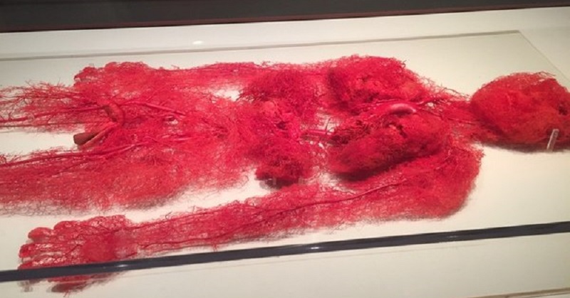 Vasos sanguíneos del cuerpo humano